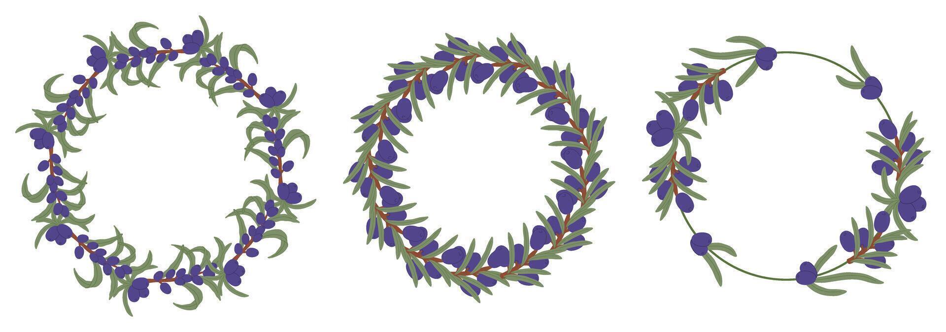 Circular frames decorated with olive branches and berries, creating a natural and elegant design vector