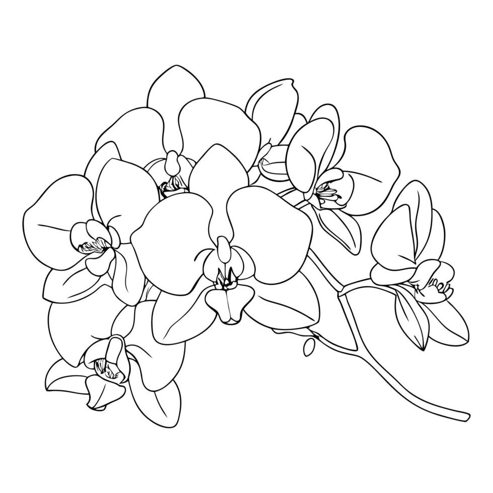 Orchid flower outline coloring book page line art drawing vector
