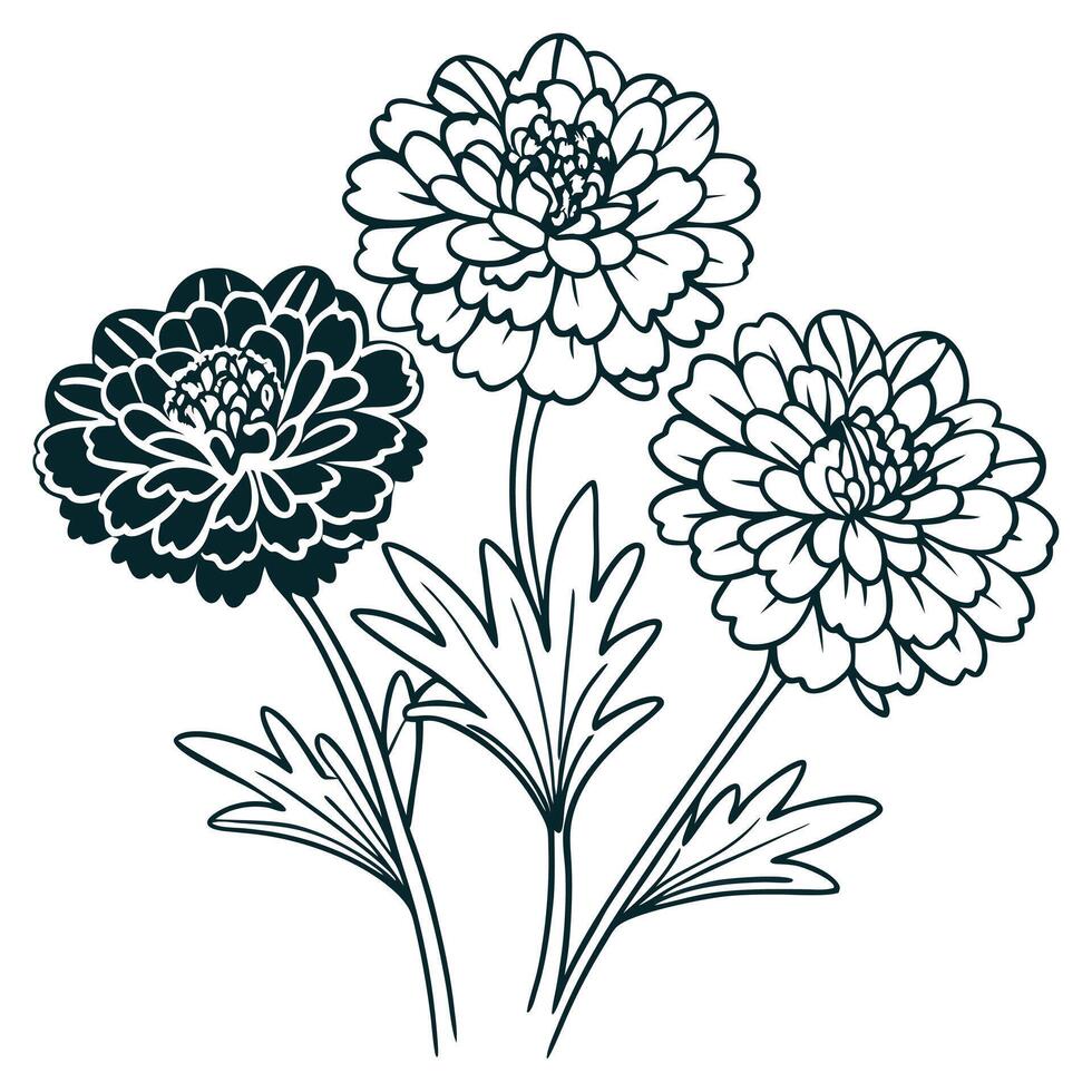 Marigold flower outline coloring book page line art drawing for children vector