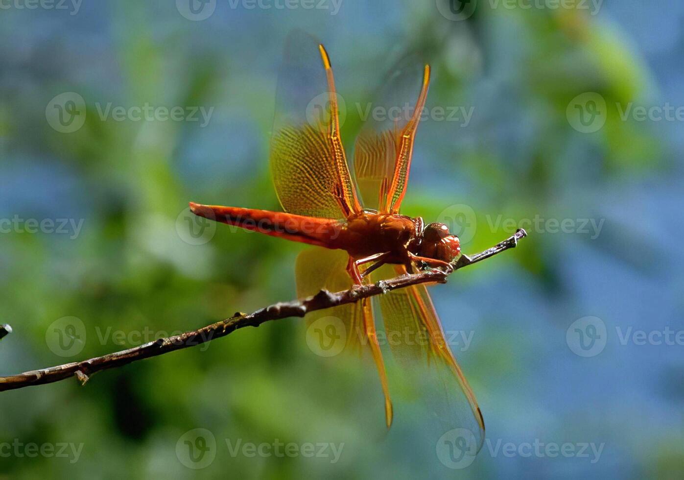 Colorful Dragonfly Perched on a Twig in a Natural Landscape photo