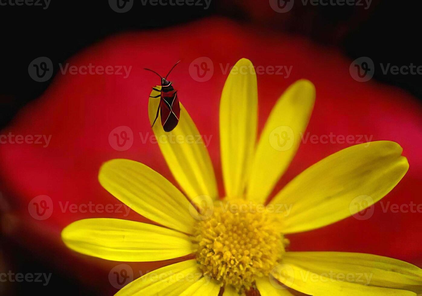 Colorful Flower with Bees and Insects Gathering Nectar photo