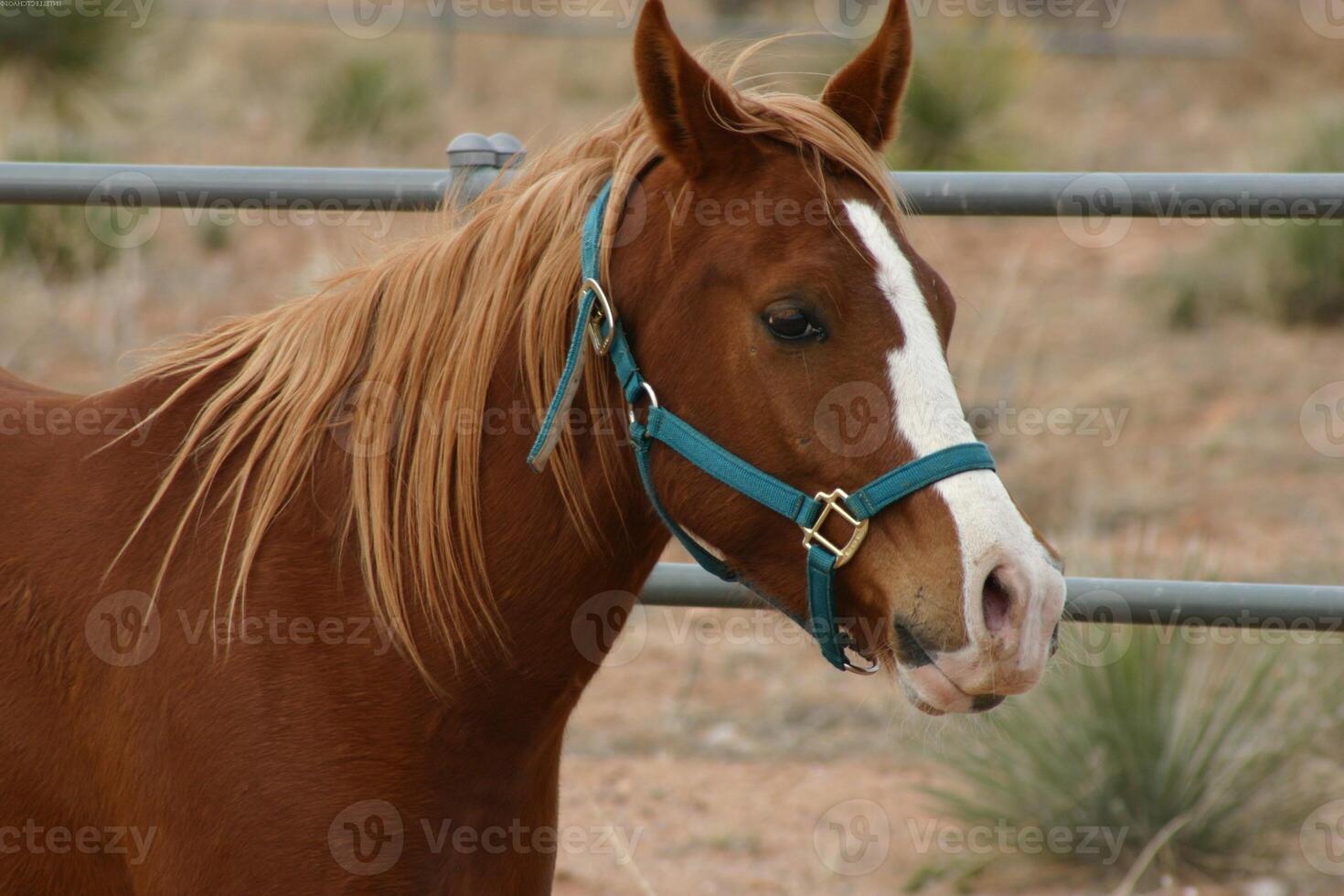 Gorgeous horse at a farm close view photo