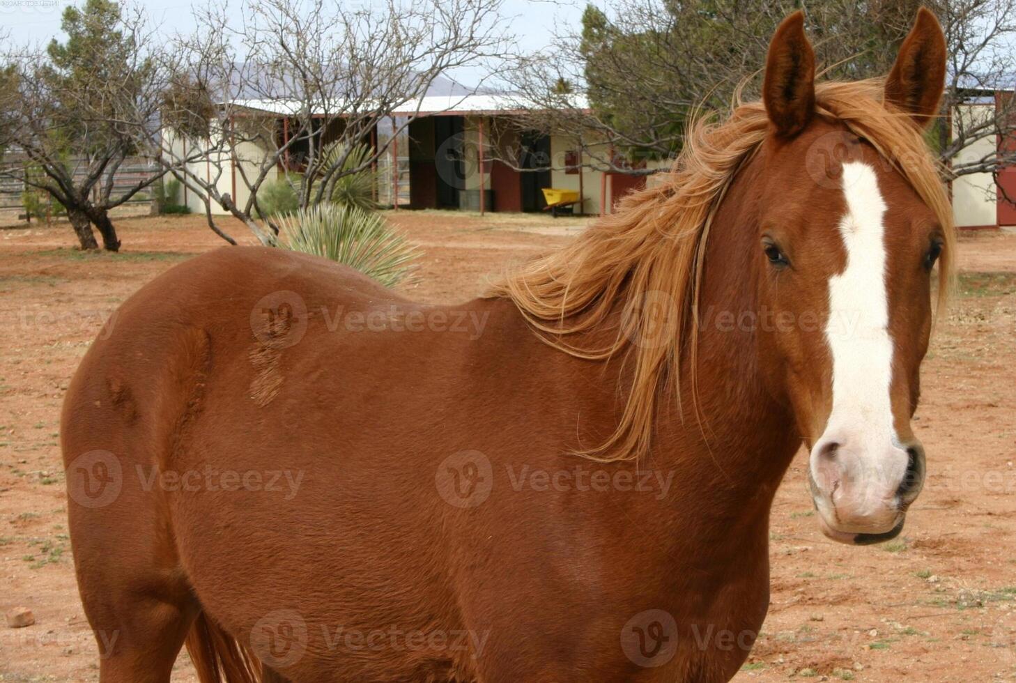 Gorgeous horse at a farm close view photo