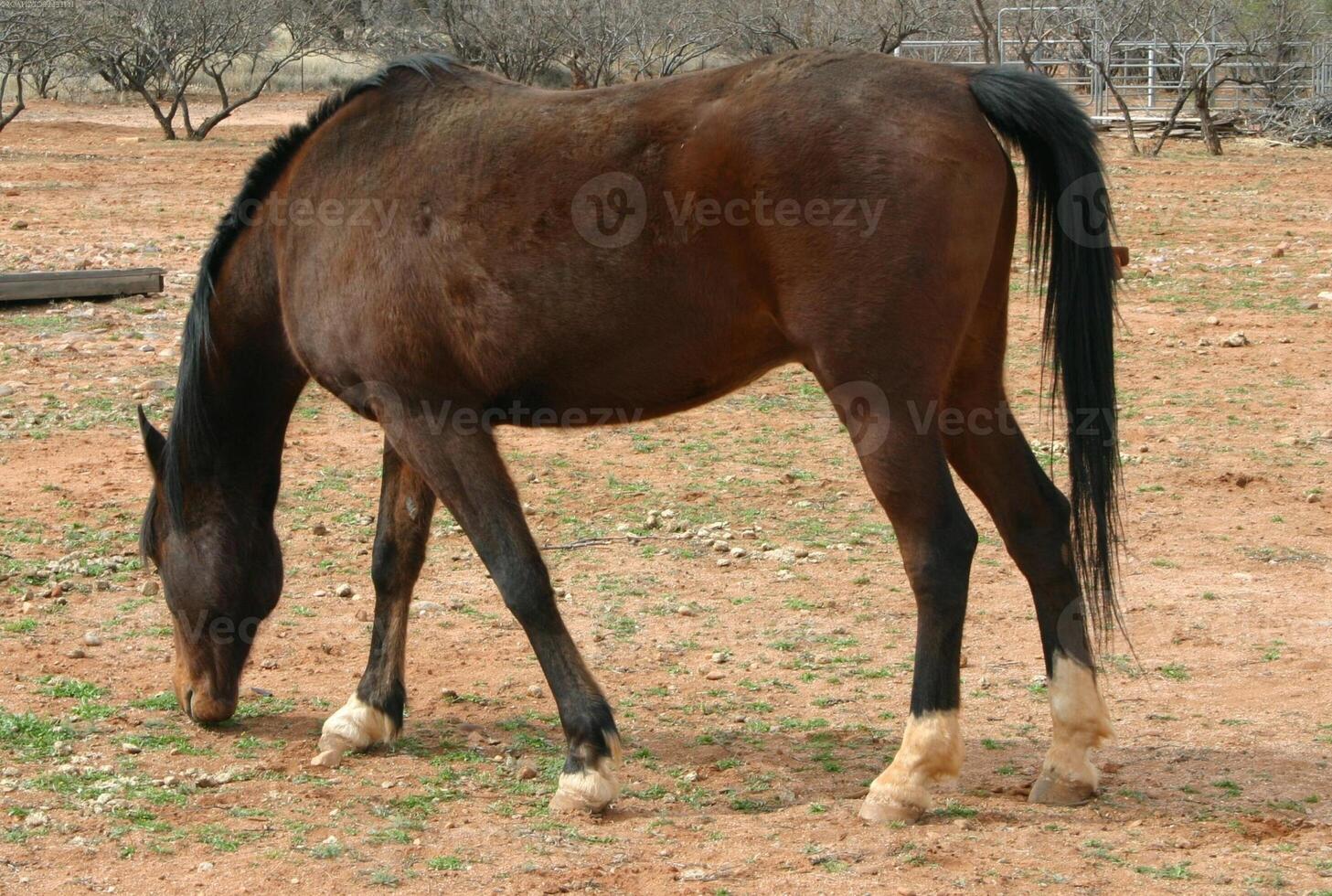 Gorgeous horse at a farm close view photo