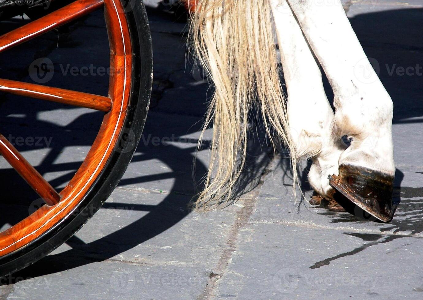Gorgeous horse at a farm close view photo