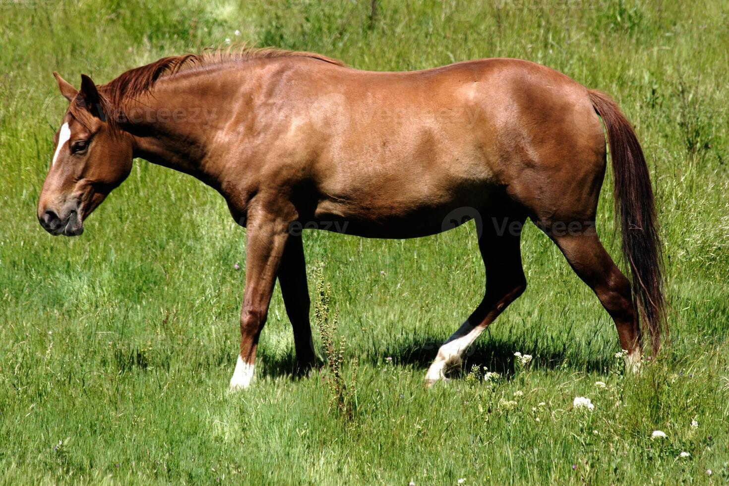 Gorgeous horse at a farm close view photo