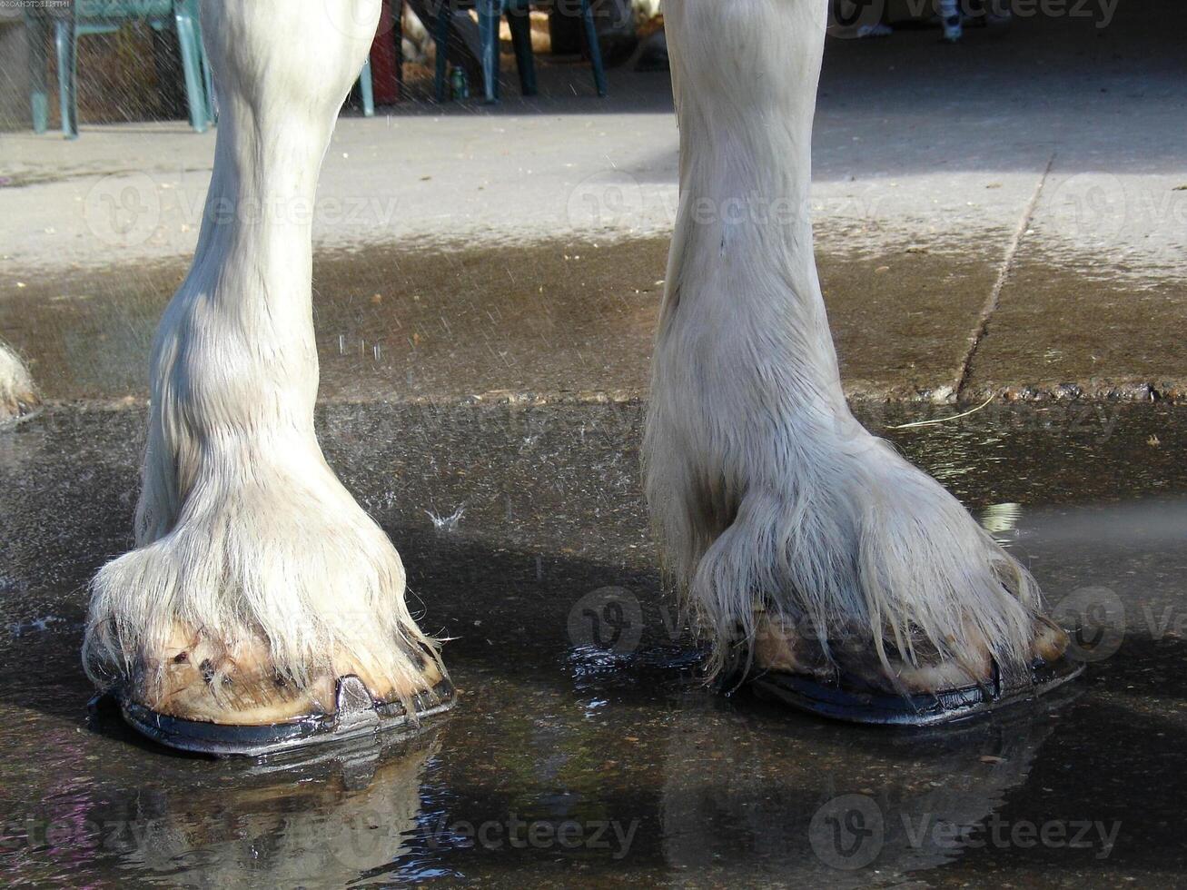 Gorgeous horse at a farm close view photo