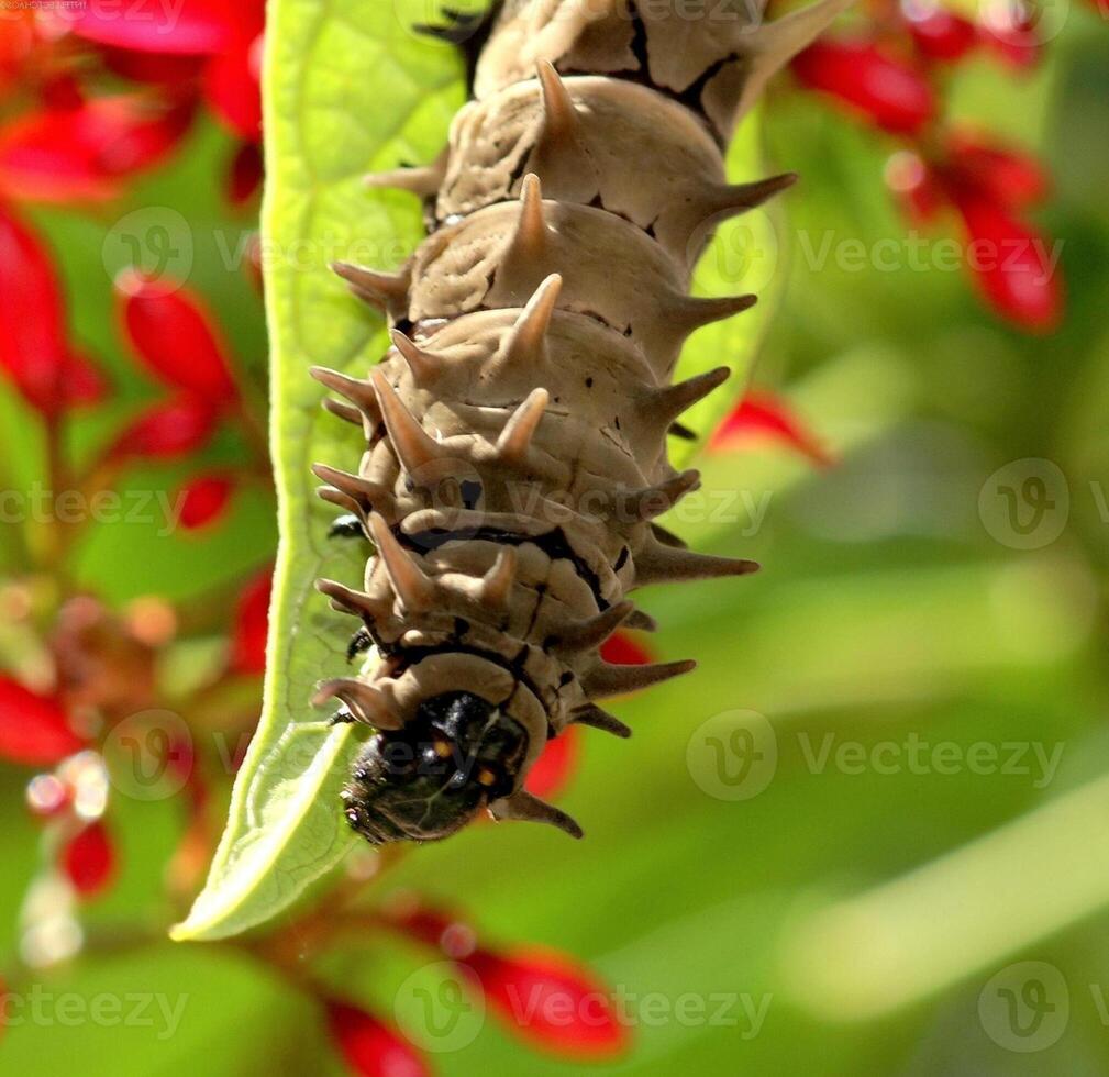 Insect close view background. Insects in their natural habitat close macro view photo