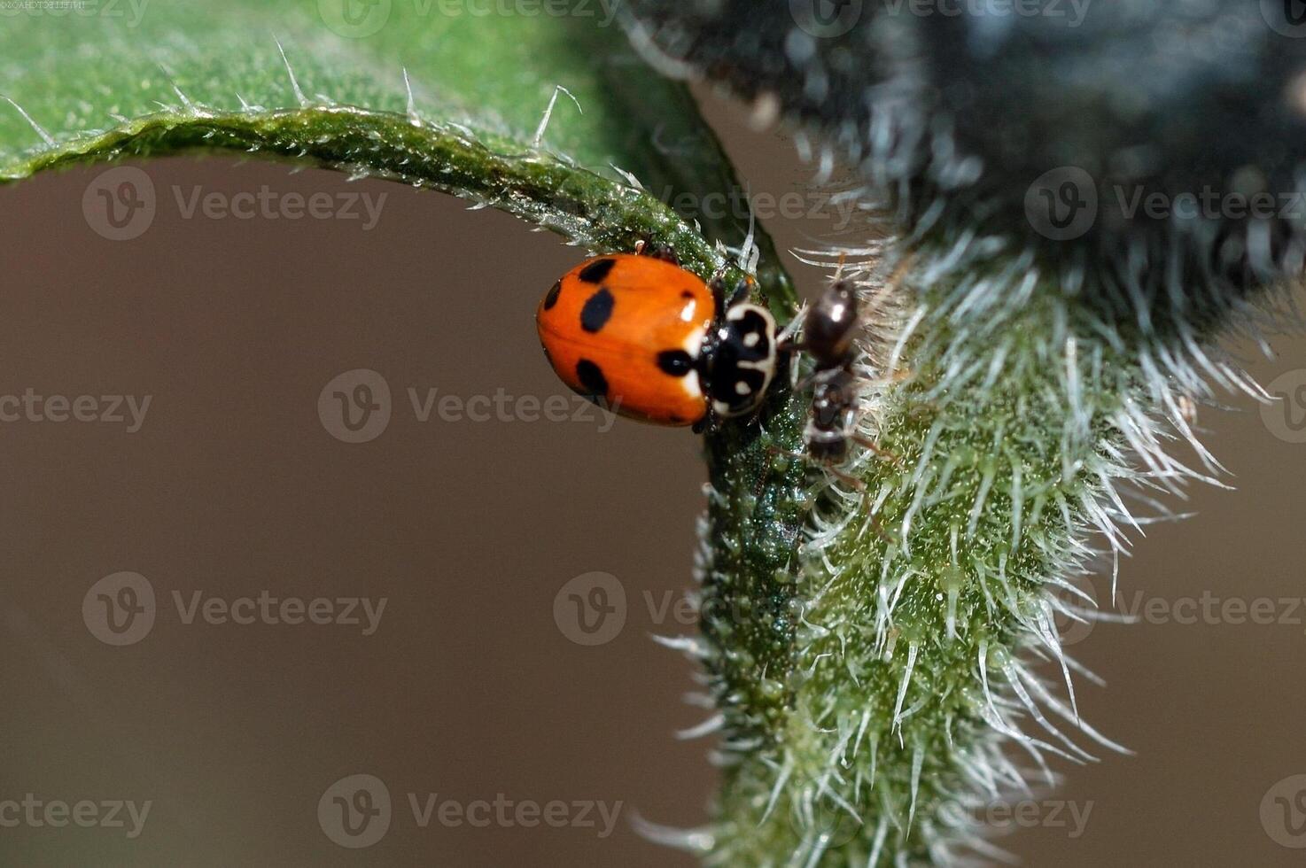 Insect close view background. Insects in their natural habitat close macro view photo