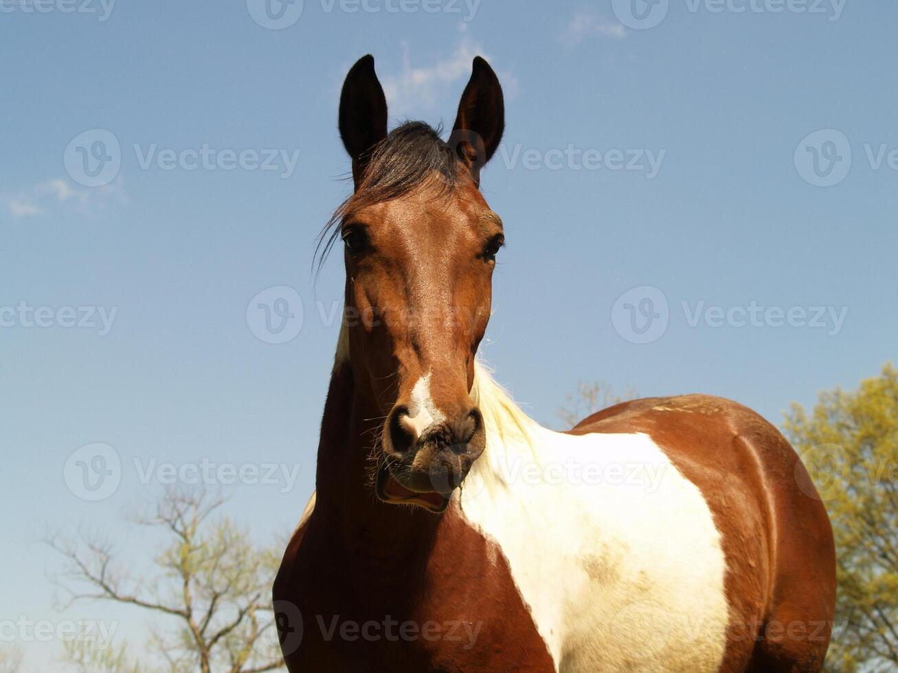 Gorgeous horse at a farm close view photo