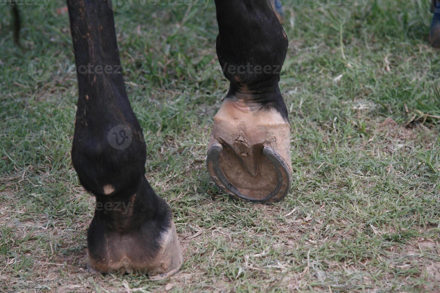 Gorgeous horse at a farm close view photo