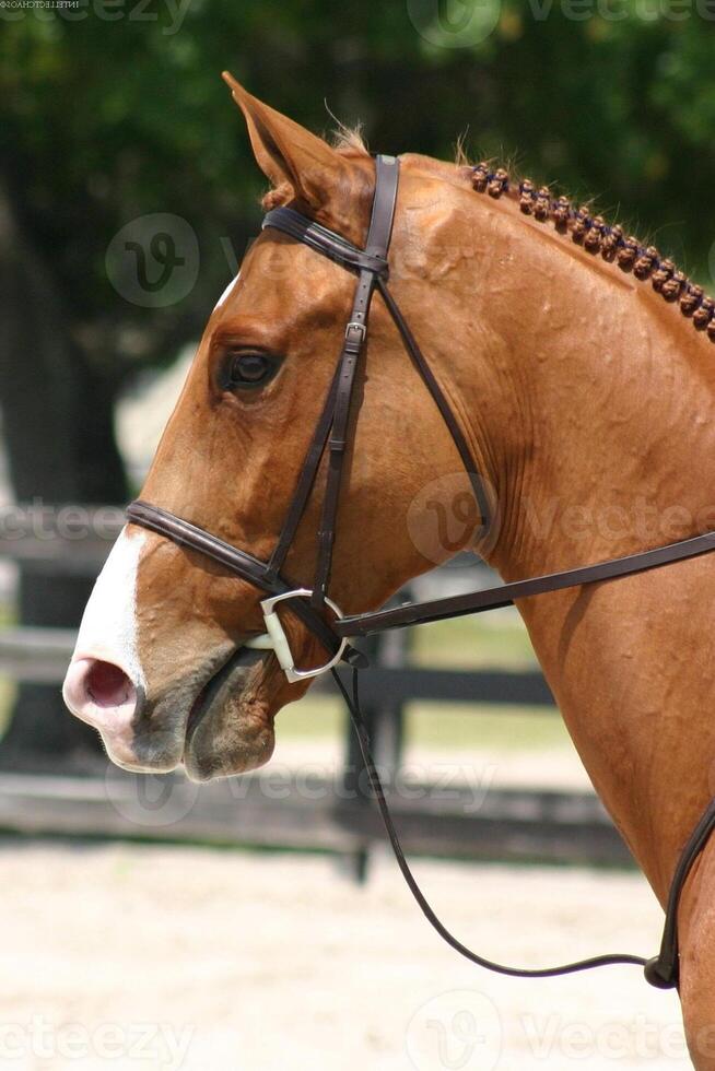 Gorgeous horse at a farm close view photo