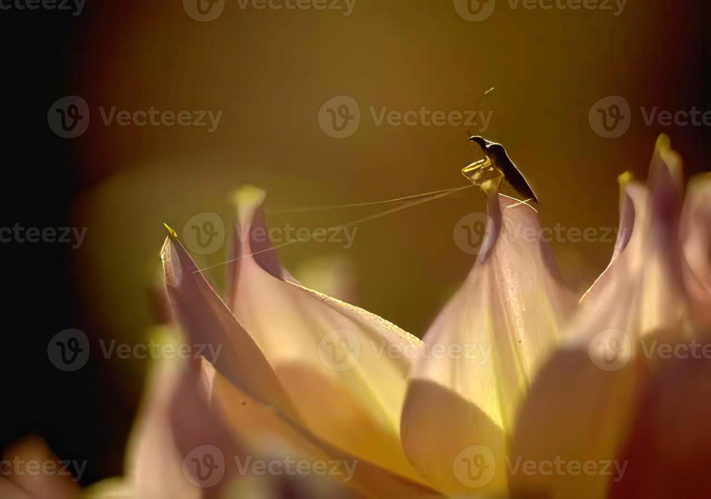 Vibrant Close-Up of Beautiful Flowering Plant with Colorful Petals photo