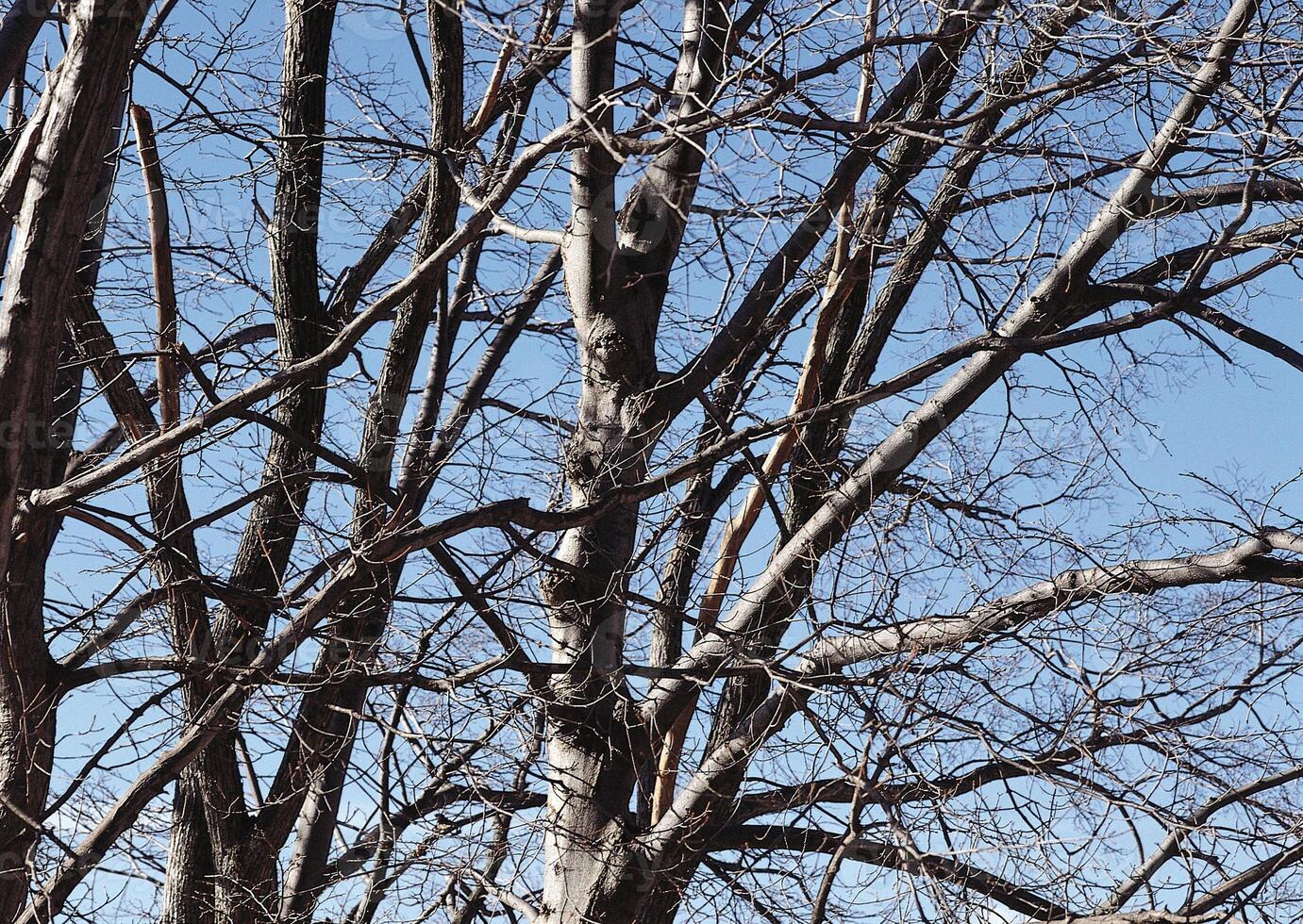 Vibrant Electric Blue Sky Behind a Deciduous Tree and Twigs photo