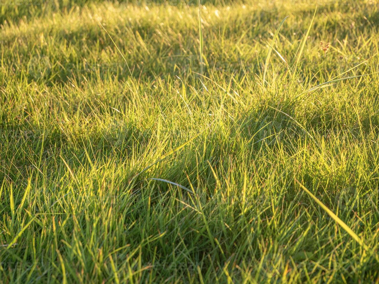 Green grass and sunlight close view background, fresh grass meadow photo
