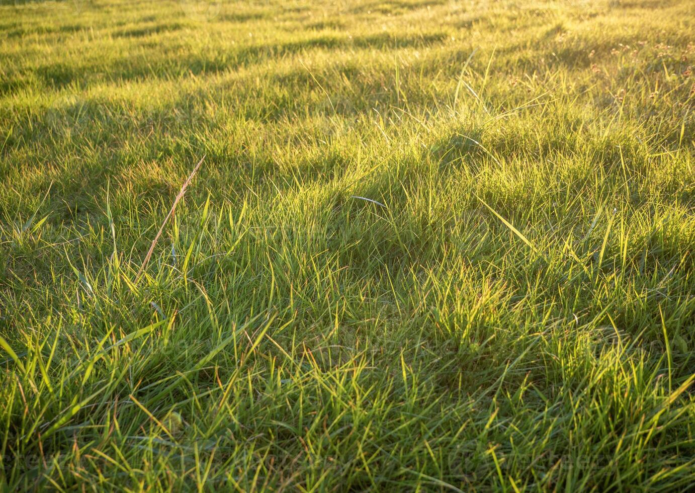 Green grass and sunlight close view background, fresh grass meadow photo