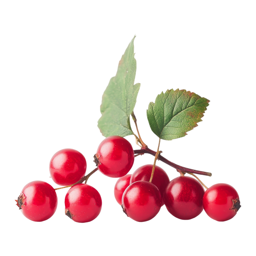 Harvesting fresh red berries outdoor garden food photography natural setting close-up view healthy lifestyle png