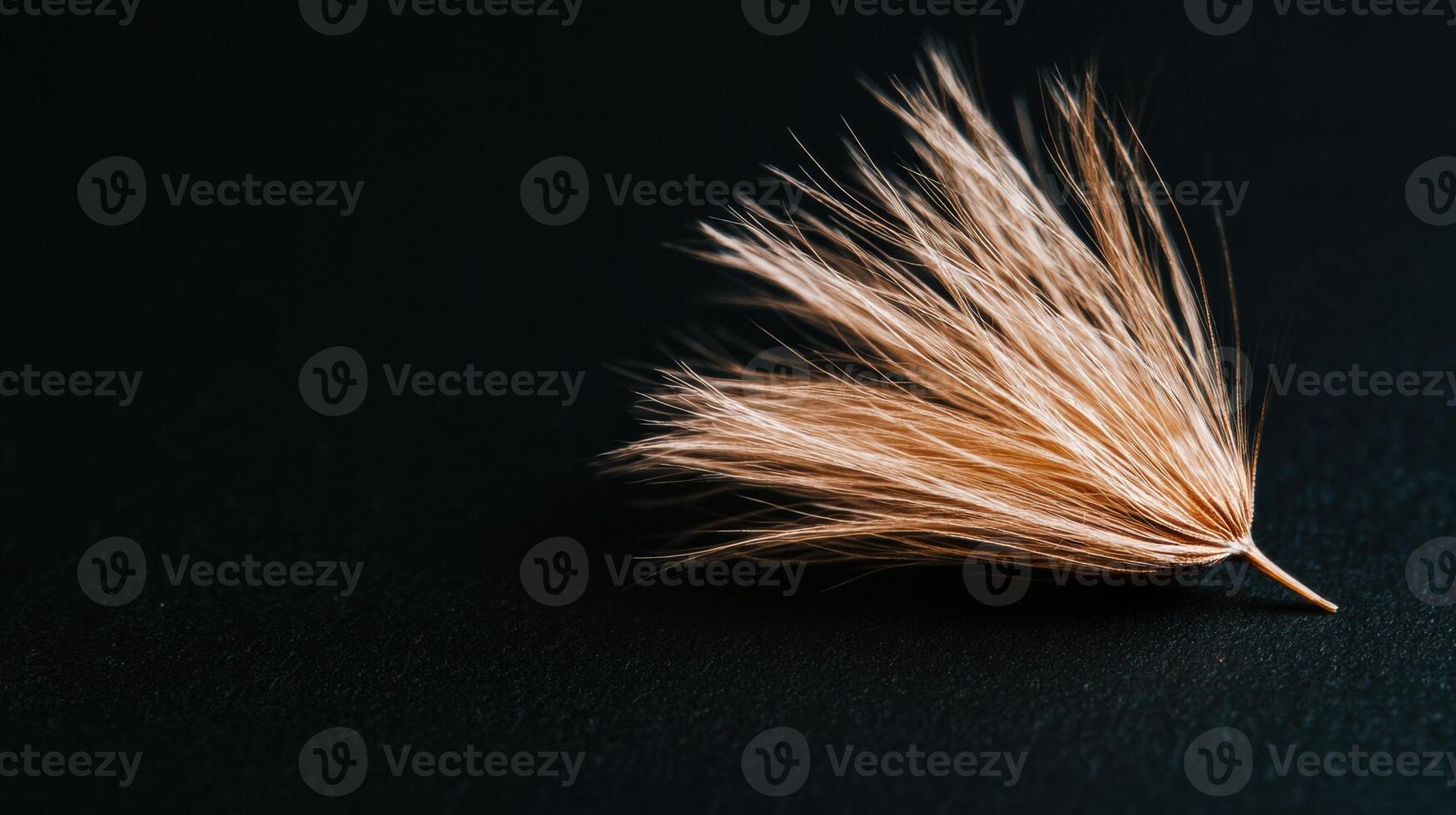 Closeup of a soft feather on a dark background photo