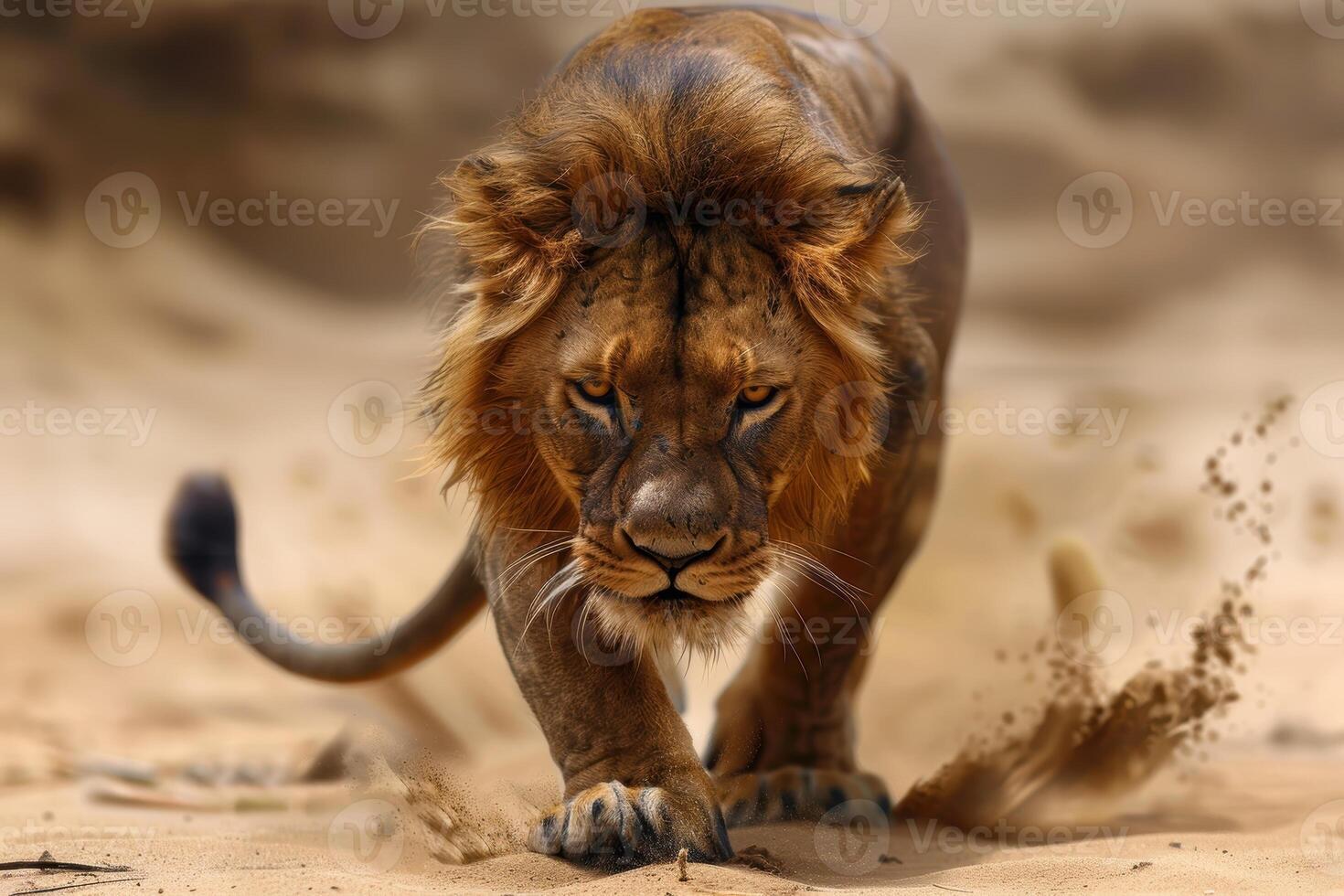 Majestic lion in the desert photo