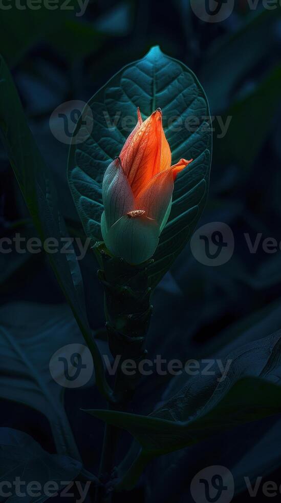 Vibrant tropical flower bud emerging from lush foliage photo