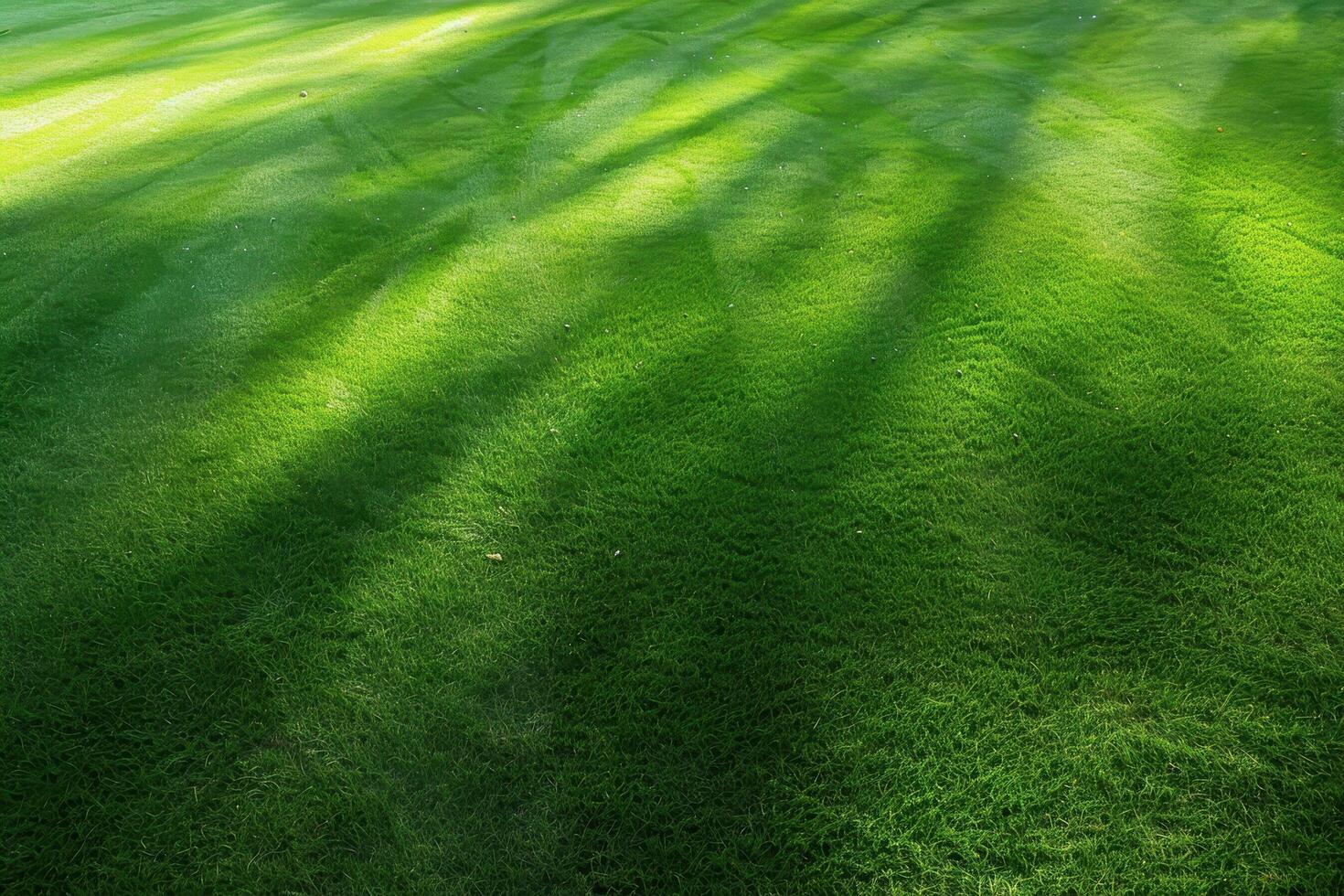 Lush green grass field with sunlight rays photo