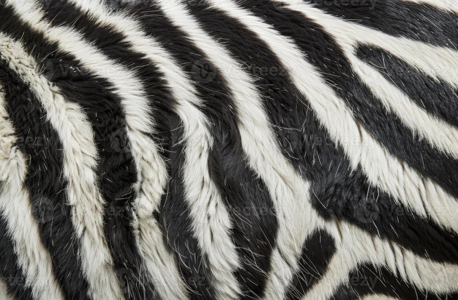 Close up of a zebras striped fur pattern photo