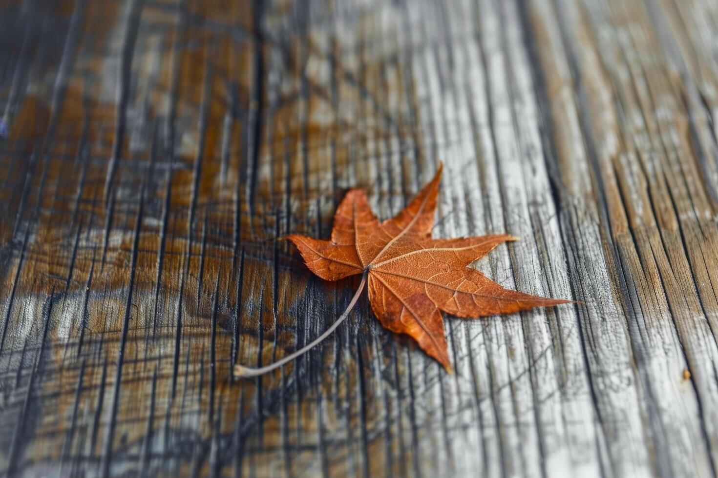 Autumn leaf on weathered wooden surface photo