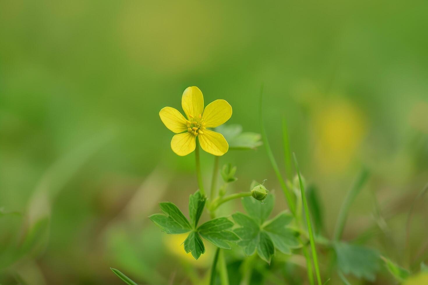 Vibrant yellow flower in green field photo