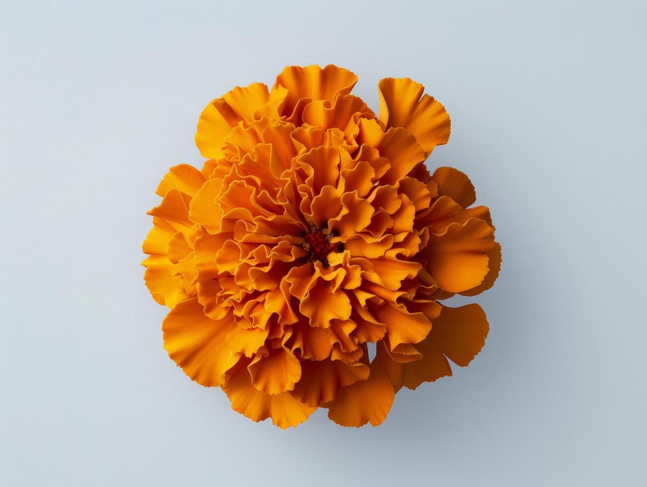 Vibrant orange marigold flower in full bloom photo