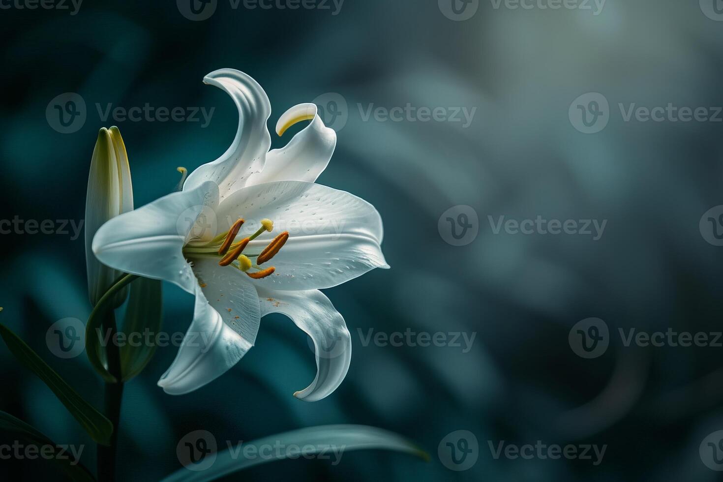Elegant white lily flower in dark green foliage photo