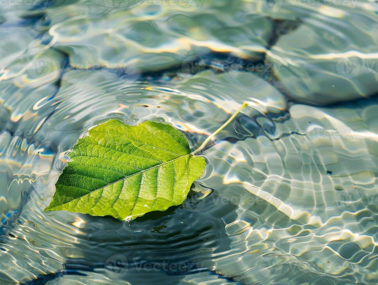 Floating leaf in rippling water photo