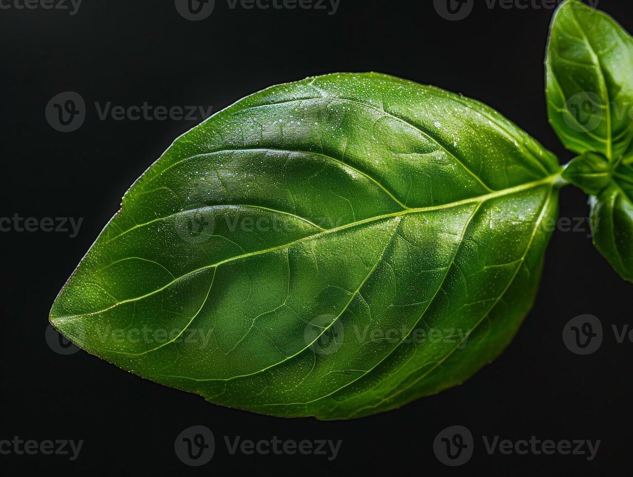 Close up of fresh green basil leaf photo