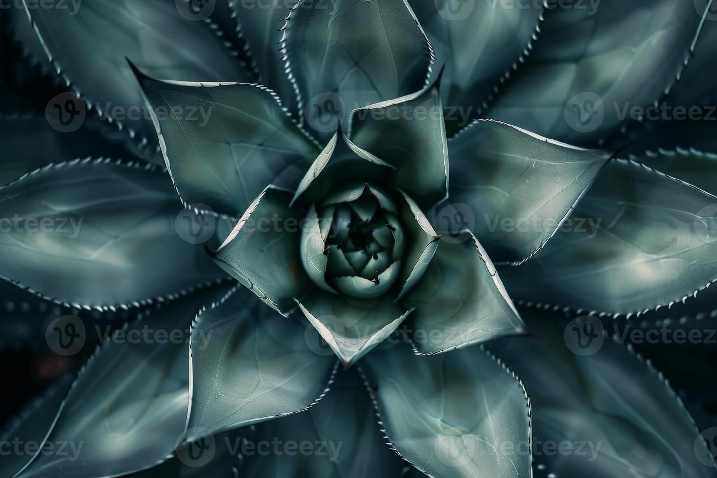 Dramatic succulent plant close up photo