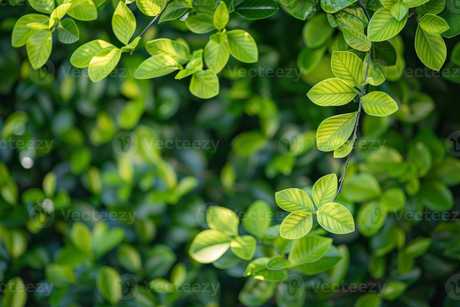 Lush green foliage in natural environment photo