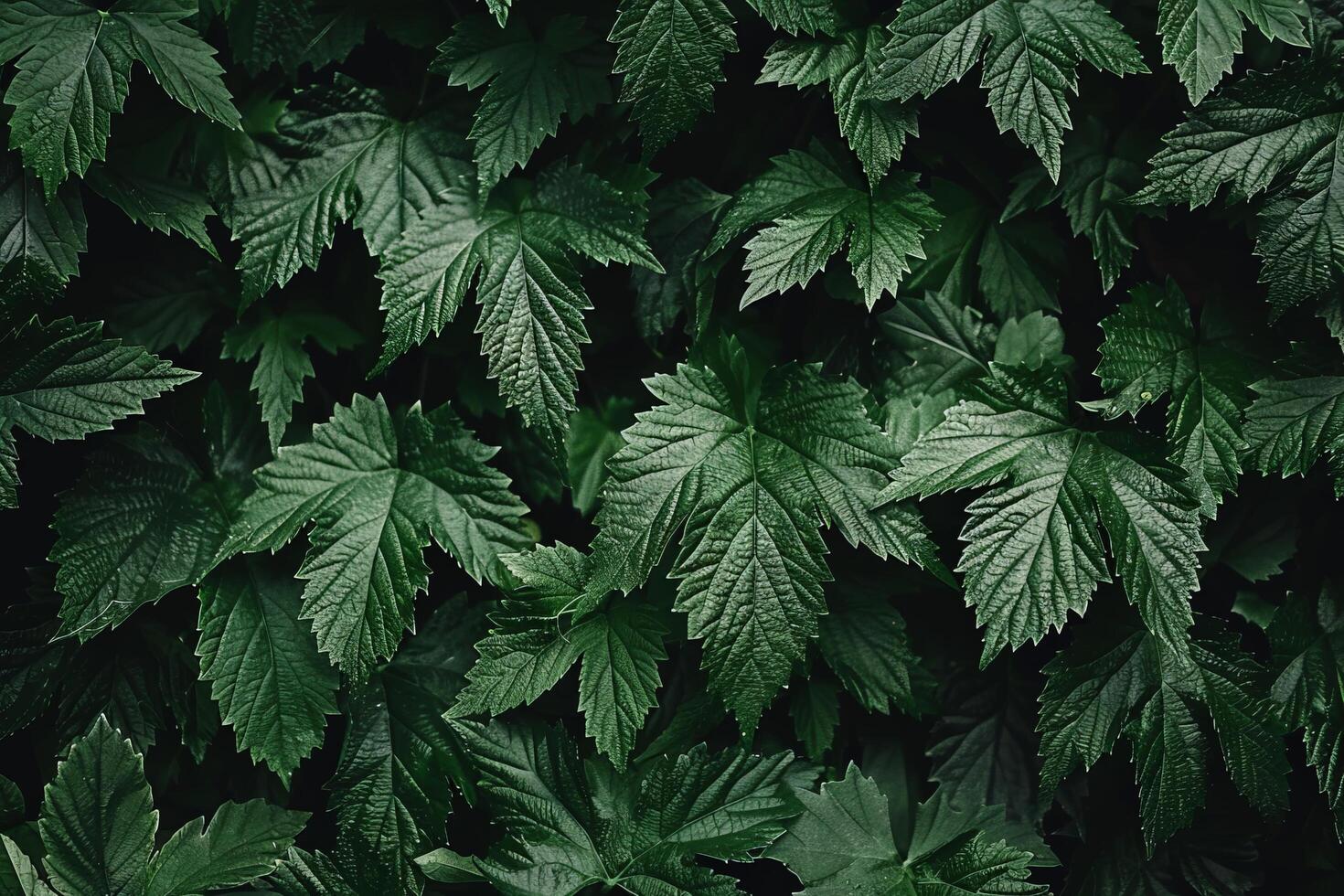 lush green leaves filling the frame photo