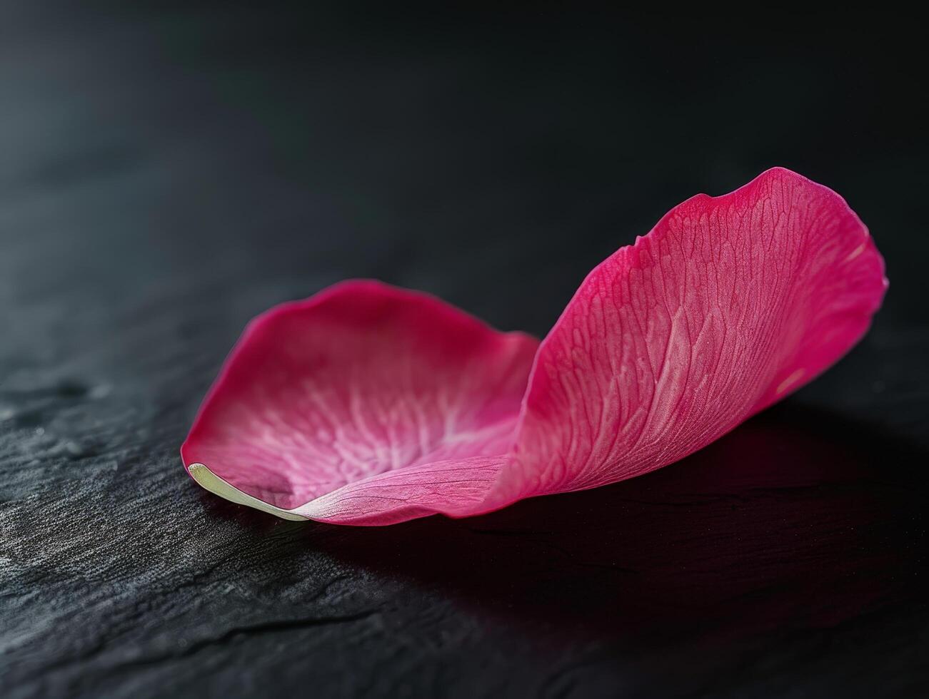 Close up of a vibrant pink flower petal on a dark background photo