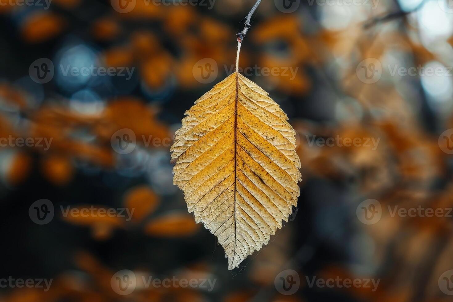 Autumn leaf hanging from branch photo