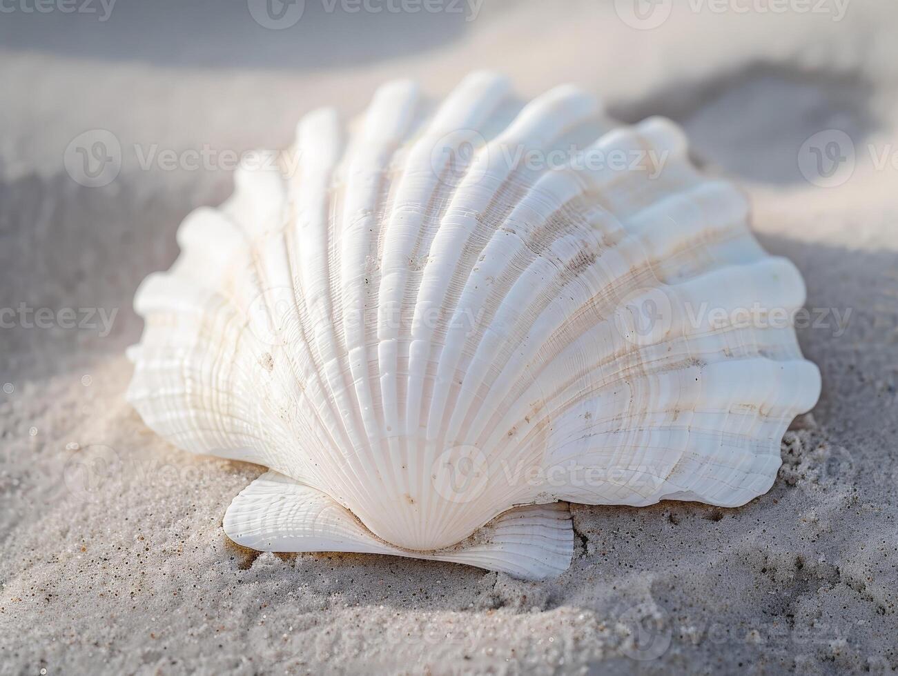 Seashell on sandy beach photo