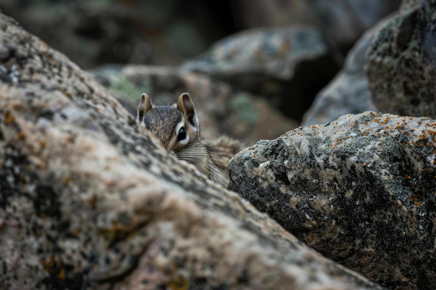 Curious squirrel peeking out from behind rocks photo