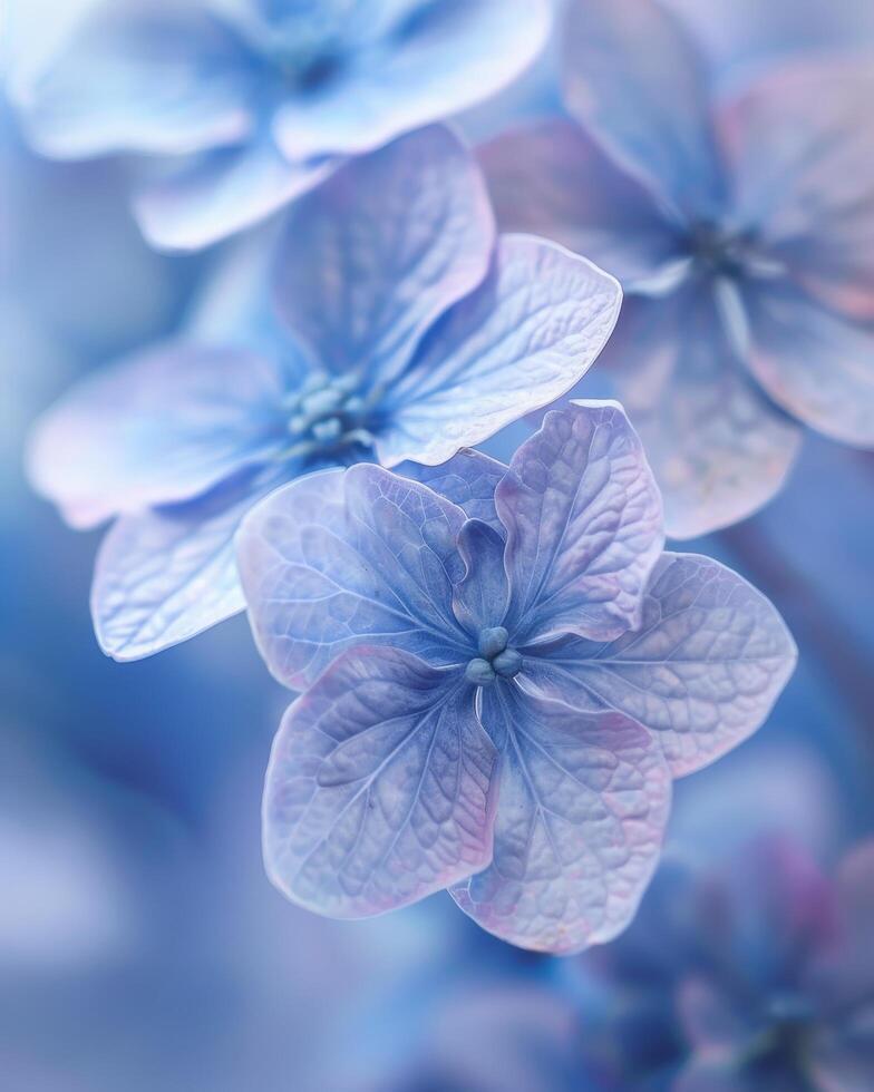 Delicate blue hydrangea flowers in soft focus photo