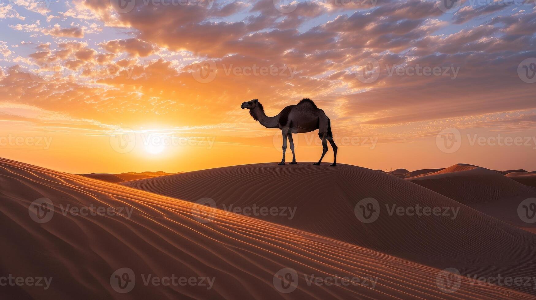 Camel silhouette in desert at sunset photo