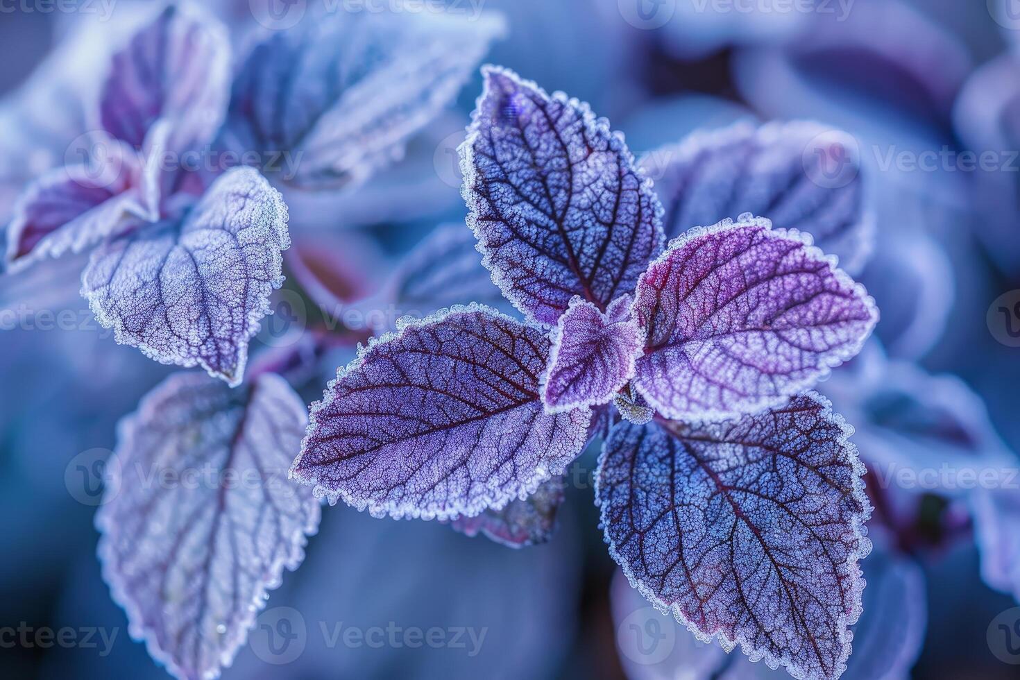 Frosty purple leaves in winter photo