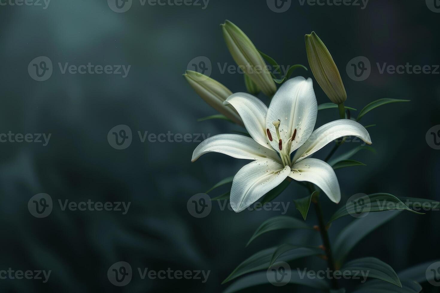 Elegant white lily flower in bloom photo