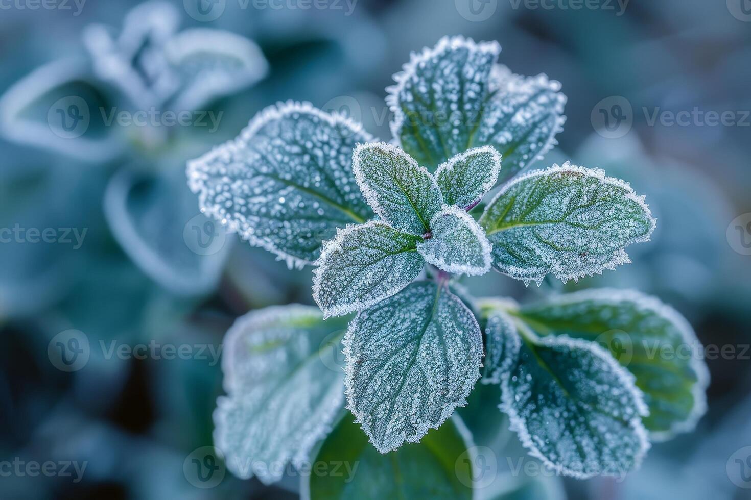 Frosty leaves in winter photo