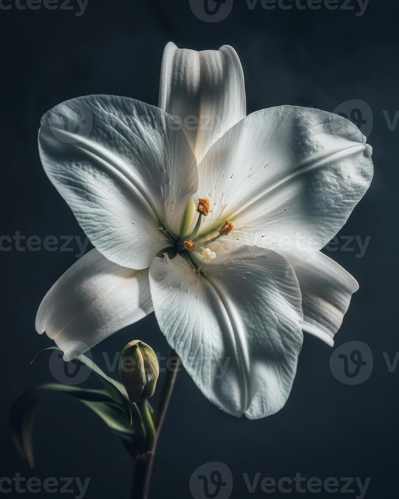 Closeup of a beautiful white lily flower photo