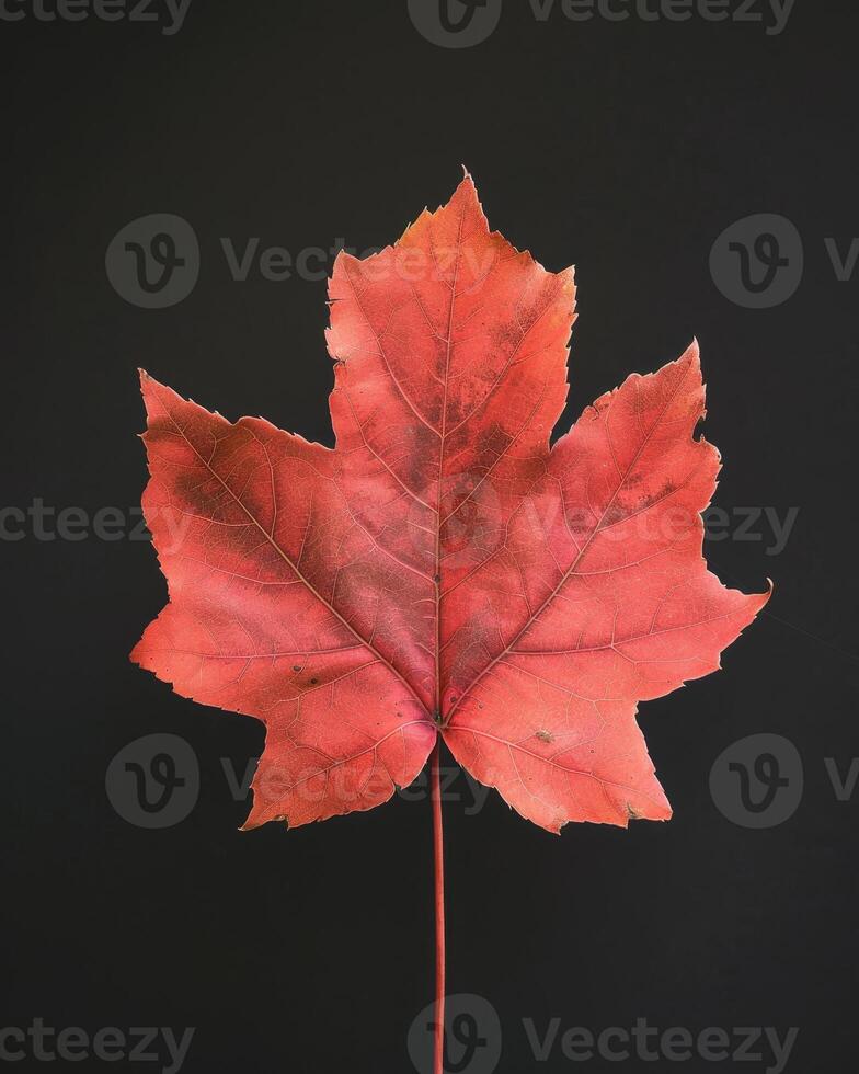 Vibrant red maple leaf against a dark background photo