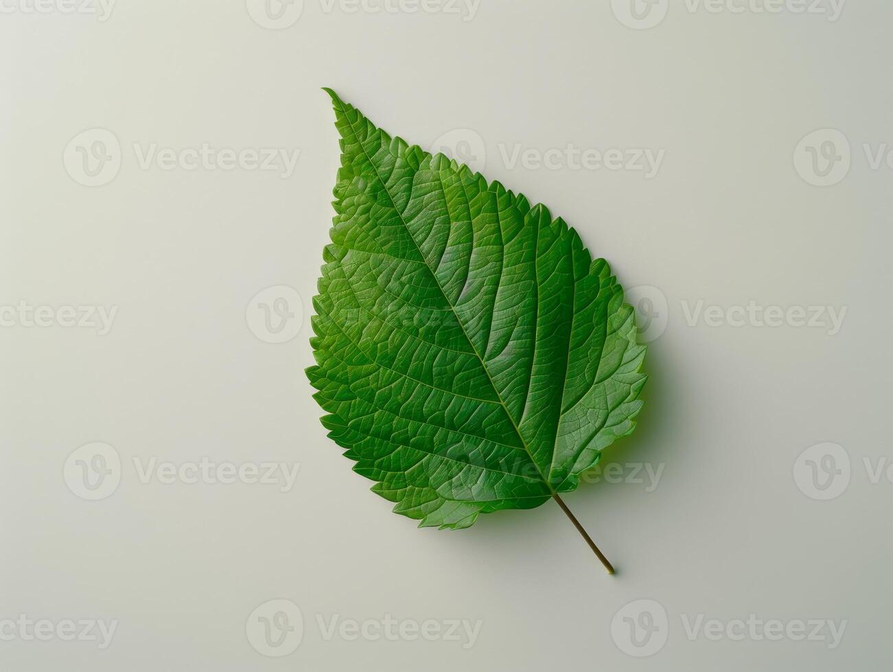 Close up of a vibrant green leaf photo