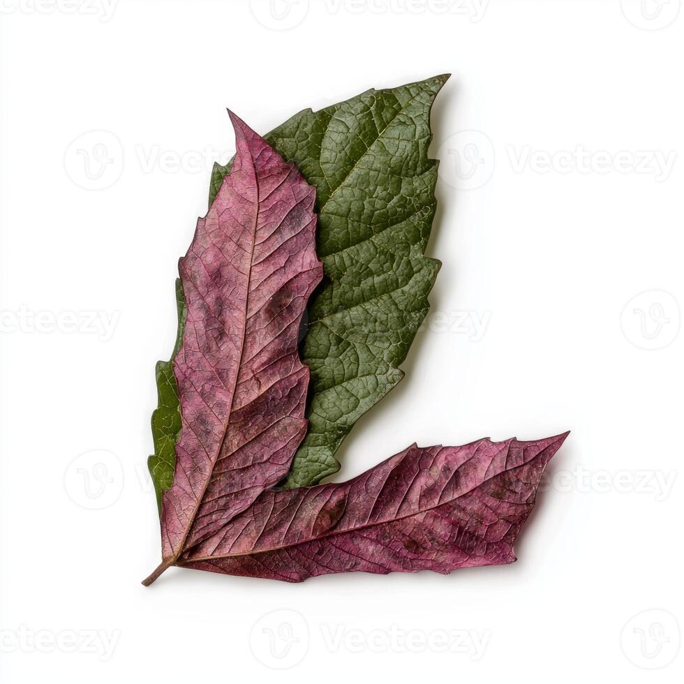 Vibrant autumn leaves on white background photo