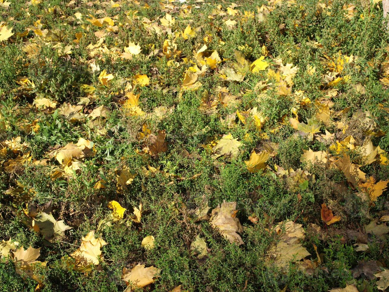 Autumn leaves on the ground photo