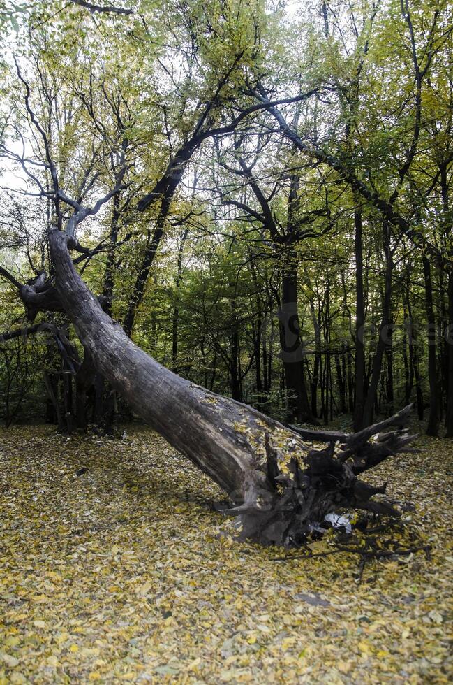 Hurricane damaged tree photo